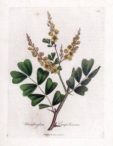 Campeche oder Campeche-Holz - Blauholz, Haematoxylum campechianum. Handkolorierte Kupferstich-Illustration von James Sowerby aus William Woodville und Sir William Jackson Hookers „Medical Botany“, John Bohn, London