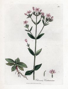Tausendgüldenkraut, Chironia centaurium von James Sowerby
