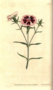 Chinesische Nelke - Chinesische Nelke oder Indische Nelke, Dianthus chinensis. Handkolorierter Kupferstich und botanische Illustration von James Sowerby aus William Curtis