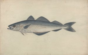 Kohlfisch