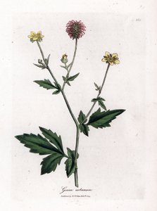 Gemeiner Benoit oder Gras von Saint Benoit - Nelkenwurz, Geum urbanum. Handkolorierte Kupferstich-Illustration von James Sowerby aus William Woodville und Sir William Jackson Hookers „Medical Botany“, John Bohn, London