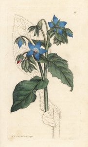 Gewöhnliche Borretsch, Borago officinalis von James Sowerby