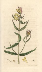 Wiesen-Wachtelweizen, Melampyrum pratense