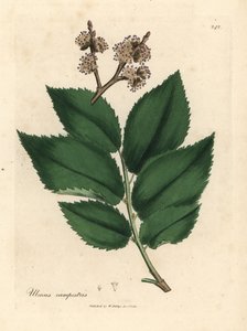 Gemeine Ulme, Ulmus campestris von James Sowerby