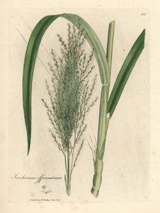 Gemeines Zuckerrohr, Saccharum officinarum