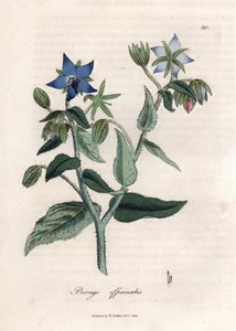 Kompendiale Borretsch von James Sowerby