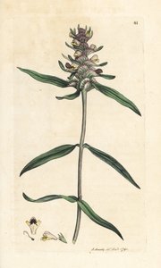 Kamm-Wachtelweizen, Melampyrum cristatum. Handkolorierter Kupferstich nach einer Illustration von James Sowerby aus James Smith