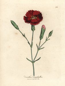 Purpurrote Nelke, Dianthus caryophyllus