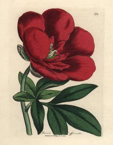 Purpurrote Pfingstrose, Paeonia officinalis