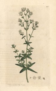 Nordisches Labkraut, Galium boreale. Handkolorierter Kupferstich nach einer Illustration von James Sowerby aus James Smiths English Botany, London von James Sowerby