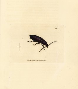 Kupferstecherkäfer (Elater chalybeus). Handkolorierter Kupferstich von James Sowerby aus The British Miscellany, oder Coloured figures of new, rare, or little known animal subjects.
