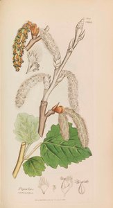 Englische Botanik, 1790-1800