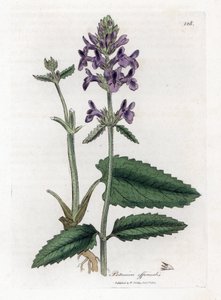 Betonie, Stachys officinalis