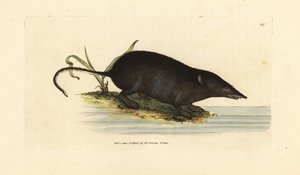Eurasische Wasserspitzmaus, Neomys fodiens (Sorex ciliatus, Fransen-Schwanz-Wasserspitzmaus). Handkolorierter Kupferstich von James Sowerby aus The British Miscellany, oder Coloured figures of new, rare, or little known animal subjects.