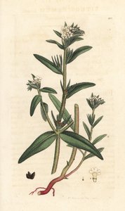 Acker-Steinsame, Buglossoides arvensis. Handkolorierter Kupferstich nach einer Illustration von James Sowerby aus James Smiths English Botany, London von James Sowerby