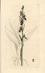 Fliegen-Ragwurz, Ophrys insectifera. Handkolorierter Kupferstich nach einer Illustration von James Sowerby aus James Smiths English Botany, London von James Sowerby