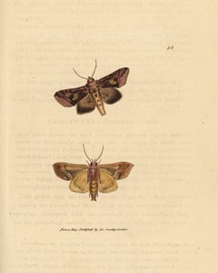 Goldglanz-Motte, Autographa bractea (Phalaena Noctua bractea). Handkolorierte Kupferstichgravur von James Sowerby aus The British Miscellany, oder Coloured figures of new, rare, or little known animal subjects. von James Sowerby