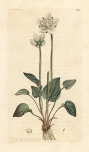 Herzblatt, Parnassia palustris von James Sowerby
