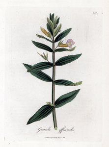 Gnadenkraut, Gratiola officinalis von James Sowerby