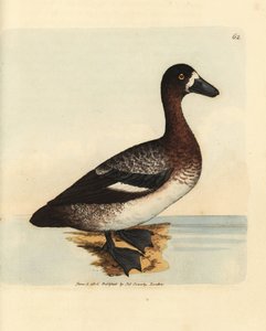 Bergente, Aythya marila, Weibchen (Weißgesichtente, Anas fraenata). Handkolorierte Kupferstichgravur von James Sowerby aus The British Miscellany, oder Coloured figures of new, rare, or little known animal subjects.
