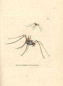 Weberknecht, Megabunus diadema. Handkolorierter Kupferstich von James Sowerby aus The British Miscellany, oder Coloured figures of new, rare, or little known animal subjects.