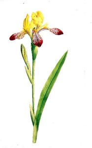 Iris Variegata, ca. 1800