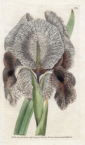 Iris de Chalcedoine oder Susa - Lithographie von James Sowerby (1757-1822), aus dem Botanical Magazine von William Curtis (1746-1799) von James Sowerby
