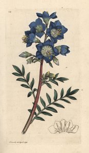 Jakobsleiter, Polemonium caeruleum. Handkolorierter Kupferstich nach einer Illustration von James Sowerby aus James Smiths English Botany, London von James Sowerby