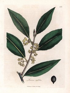 Lorbeer. Handkolorierte Kupferstichgravur nach einer Zeichnung von James Sowerby (1757-1822) in Botanique Medicinale