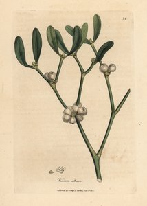 Blätter und weiße Beeren der Mistel, Viscum album