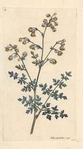 Kleines Wiesenrauten, Thalictrum minus. Handkolorierter Kupferstich nach einer Illustration von James Sowerby aus James Smiths English Botany, London