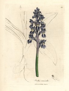 Männliches Knabenkraut, Orchis mascula von James Sowerby