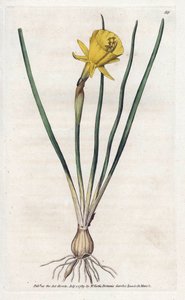 Medusa-Trompete - Lithographie von James Sowerby (1757-1822), aus William Curtis