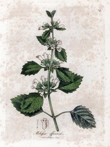 Zitronenmelisse oder Melisse - Zitronenmelisse, Melissa officinalis. Handkolorierte Kupferstichgravur aus einer botanischen Illustration von James Sowerby aus William Woodville und Sir William Jackson Hooker