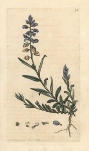 Kreuzblume, Polygala vulgaris von James Sowerby