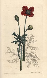 Bastard-Mohn, Papaver hybridum von James Sowerby