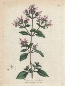 Oregano von James Sowerby