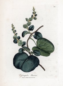 Pareira, Cissampelos pareira
