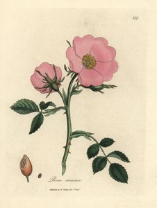 Rosa Hundsrose mit Hagebutte, Rosa canina