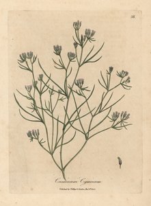 Rosa blühender Kümmel, Cuminum cyminum von James Sowerby