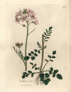 Rosa blühendes Wiesenschaumkraut, Cardamine pratensis von James Sowerby
