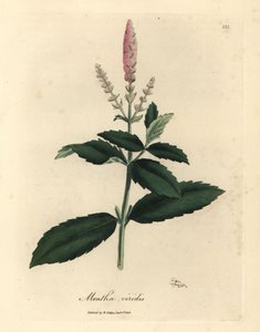 Rosa blühende Krauseminze, Mentha viridis