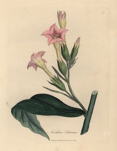 Rosa blühende Tabakpflanze, Nicotiana tabacum