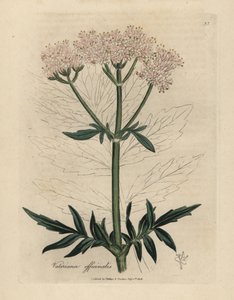 Rosa blühender Baldrian, Valeriana officinalis