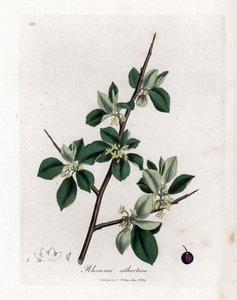 Abführender oder kathartischer Faulbaum - Abführender Faulbaum, Rhamnus catharticus. Handkolorierte Kupferstichgravur aus einer botanischen Illustration von James Sowerby aus William Woodville und Sir William Jackson Hooker