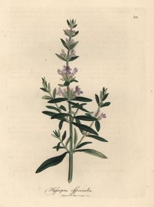 Purpurblühender Ysop, Hyssopus officinalis