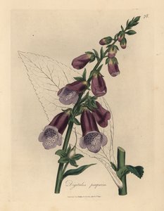 Purpur-Fingerhut, Digitalis purpurea