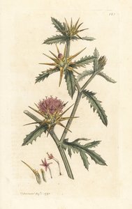 Purpur-Distel, Centaurea calcitrapa von James Sowerby