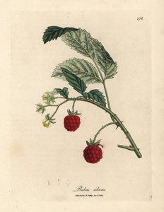 Himbeerstrauch mit reifen Früchten und gelben Blüten, Rubus idaeus von James Sowerby