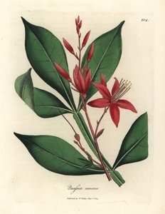 Rotblühender Bitterquassia, Quassia amara